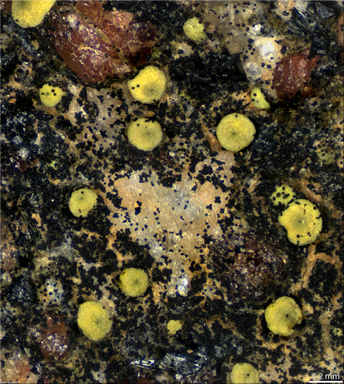 Thelocarpon triseptatum (Thelocarpon triseptatum) — photo mycologique