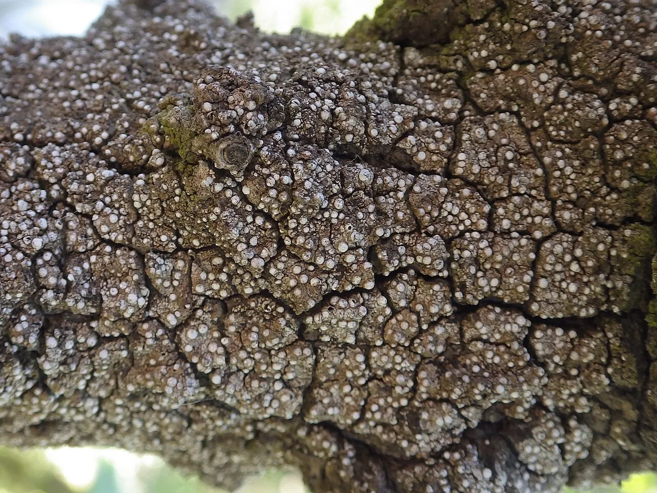 Thelopsis rubella (Thelopsis rubella) — photo mycologique