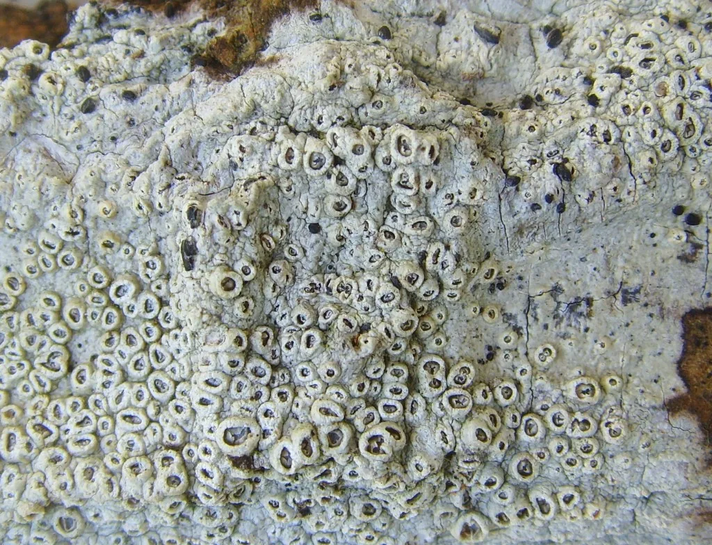 Thelotrema subtile (Thelotrema subtile) — photo mycologique
