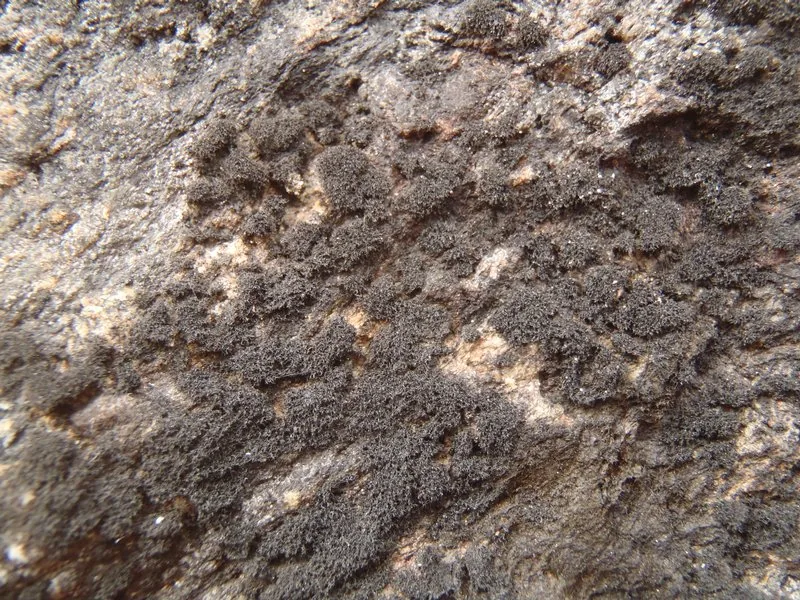 Thermutis compacta (Thermutis compacta) — photo mycologique