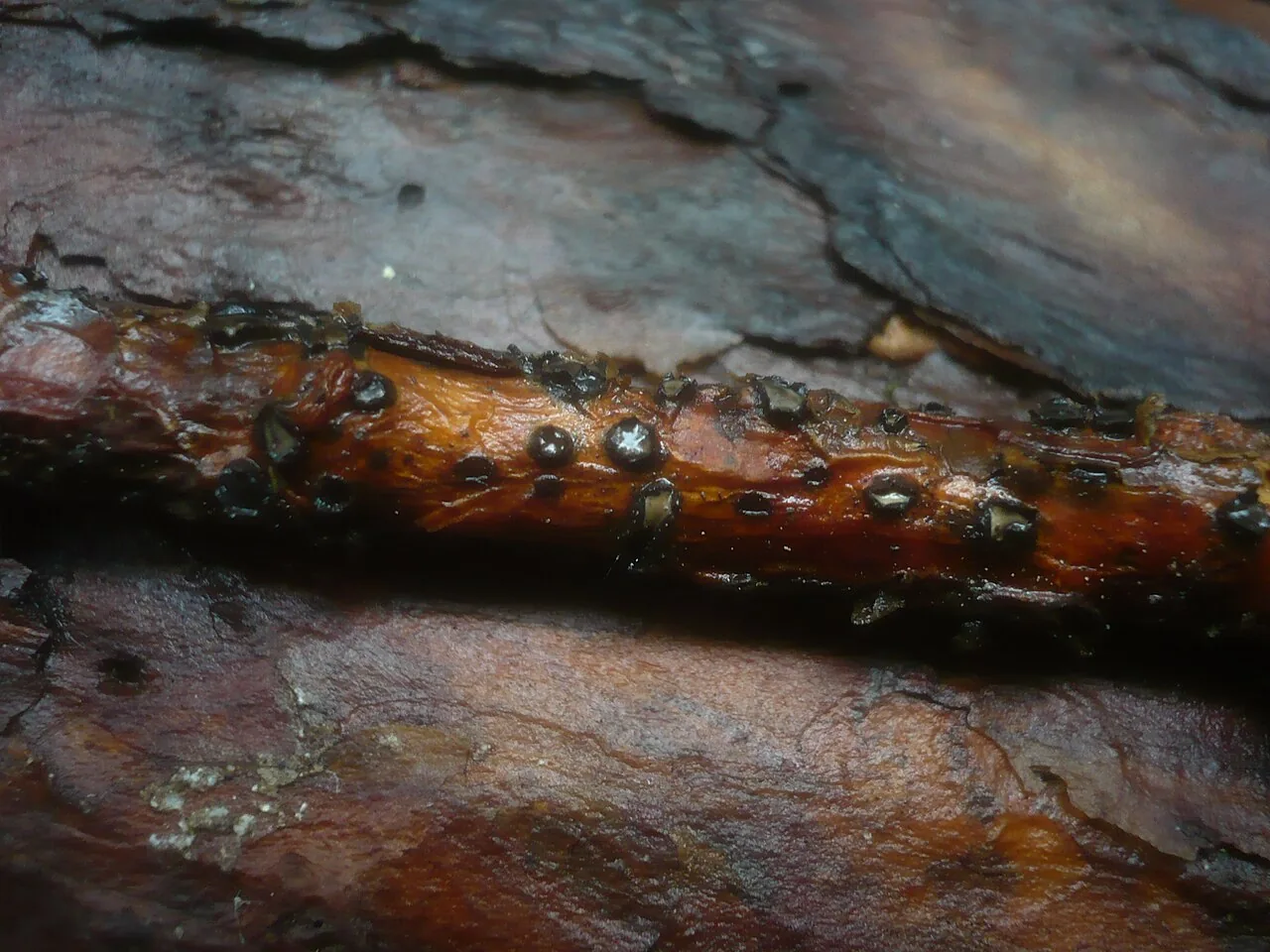 Therrya fuckelii (Therrya fuckelii) — photo mycologique