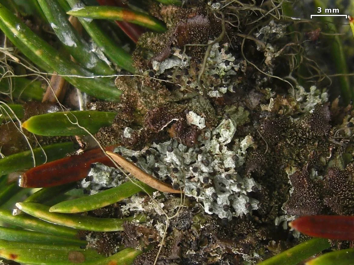 Tholurna dissimilis (Tholurna dissimilis) — photo mycologique