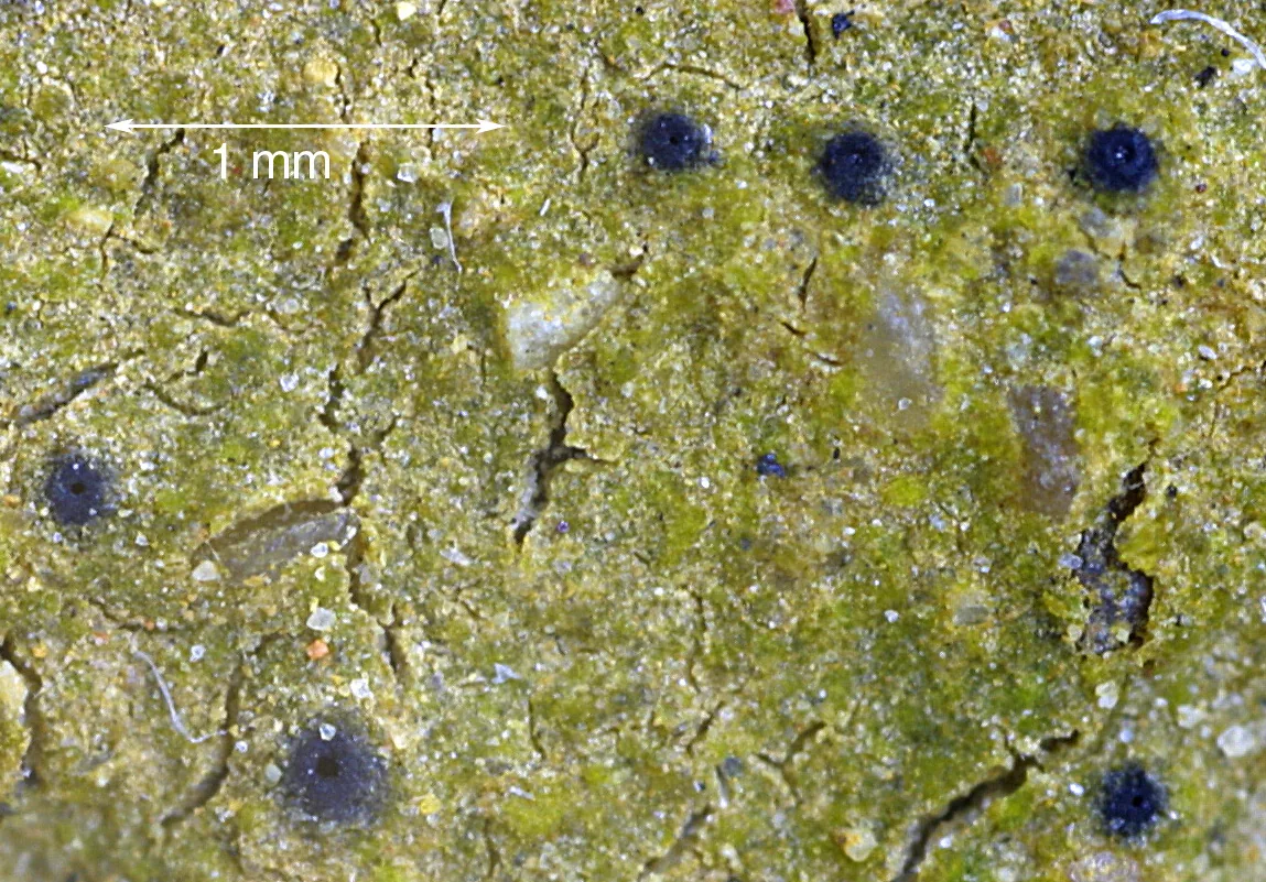 Thrombium mauroides (Thrombium mauroides) — photo mycologique
