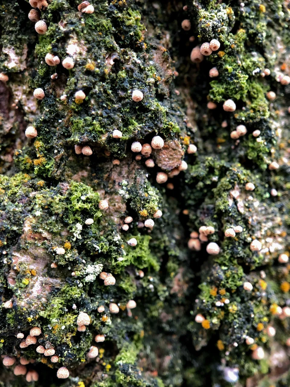 Thujacorticium zurhausenii (Thujacorticium zurhausenii) — photo mycologique