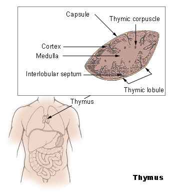 Thym (Thymus) — photo botanique