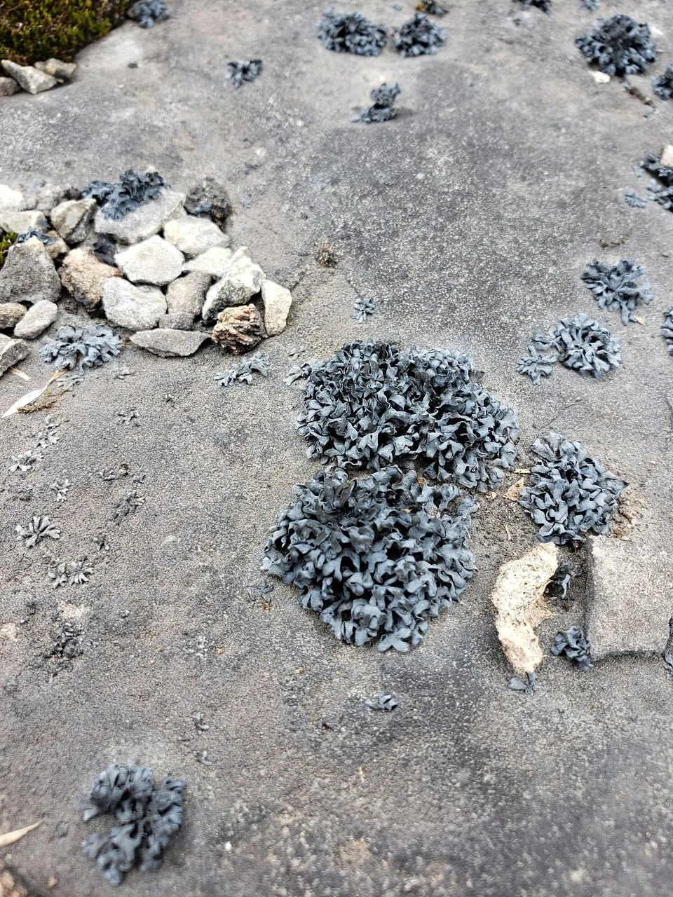 Thyrea lingulata (Thyrea lingulata) — photo mycologique
