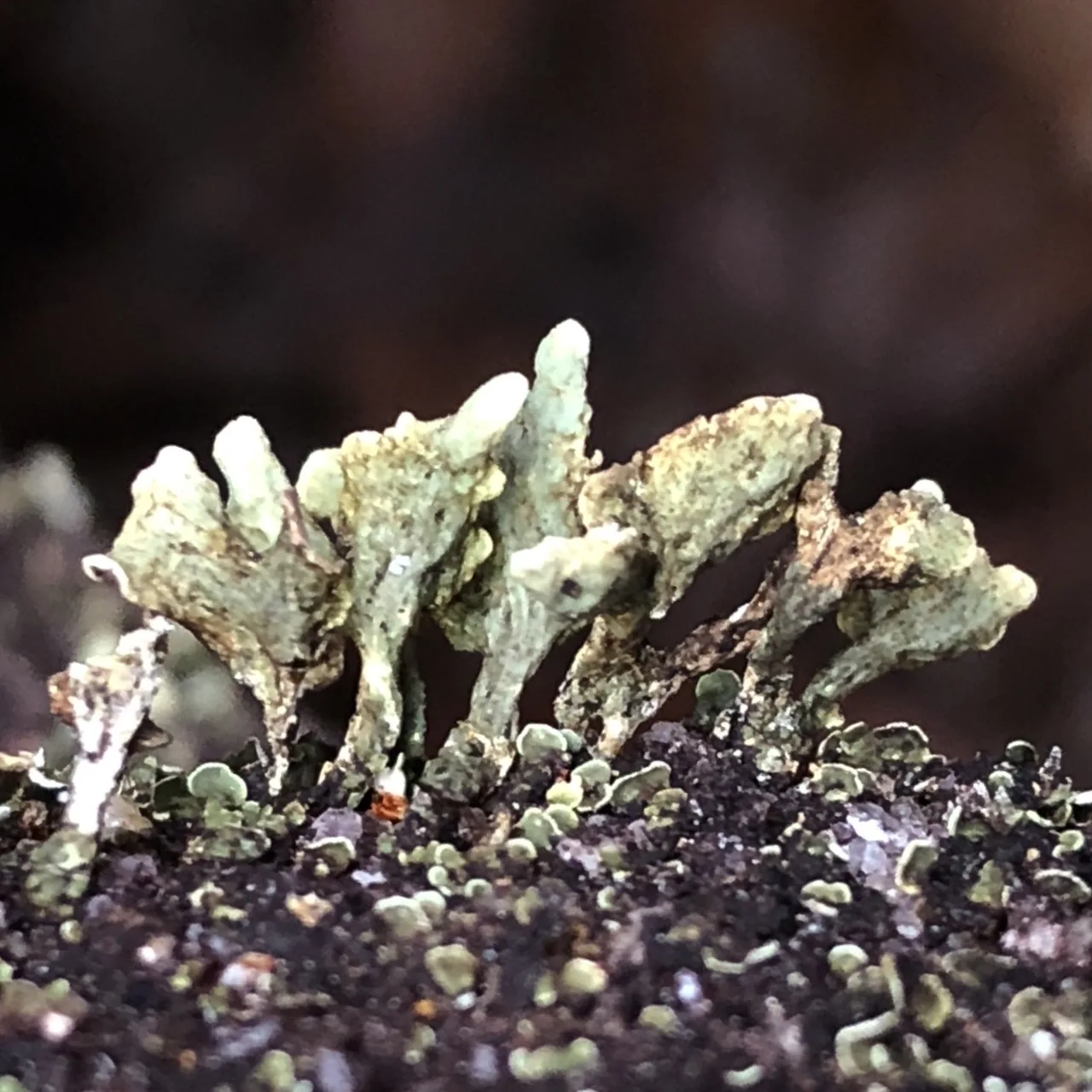 Thysanothecium casuarinarum (Thysanothecium casuarinarum) — photo mycologique