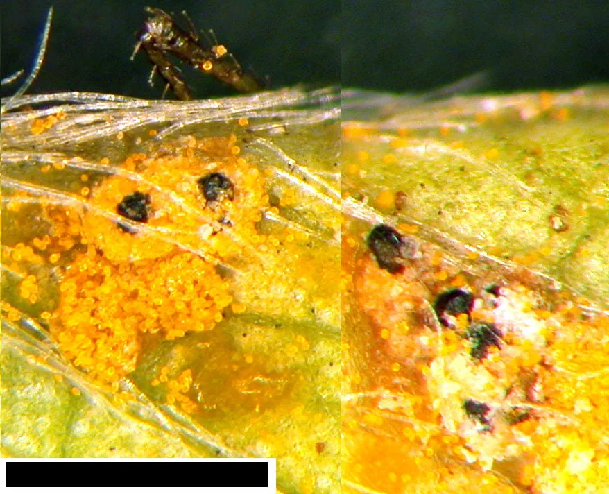 Tiarospora westendorpii (Tiarospora westendorpii) — photo mycologique