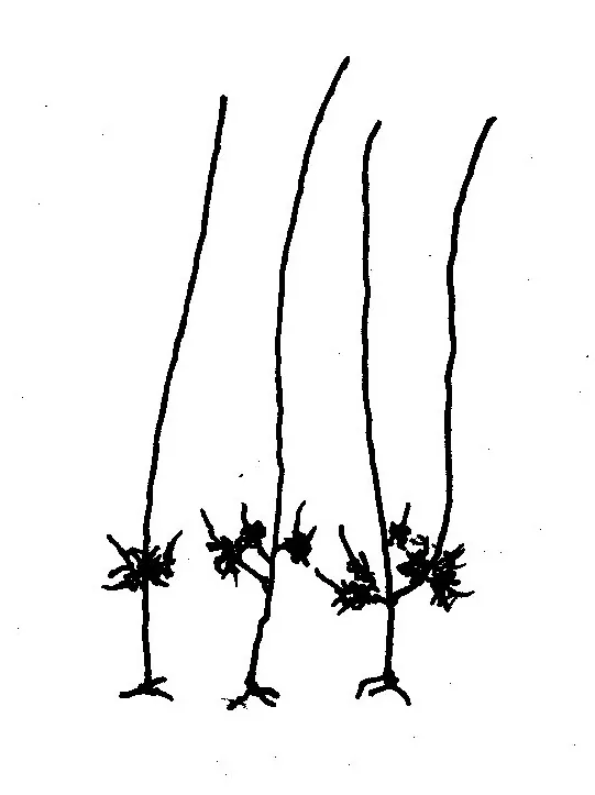 Tieghemiomyces californicus (Tieghemiomyces californicus) — photo mycologique