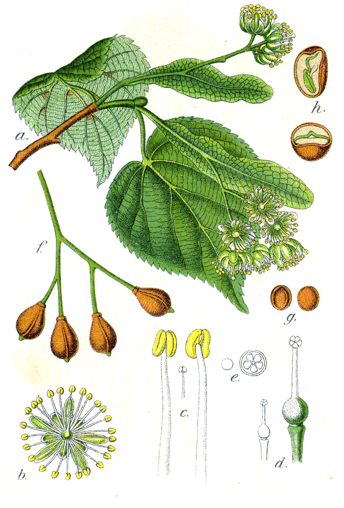 Tilleul (Tilia) — photo botanique