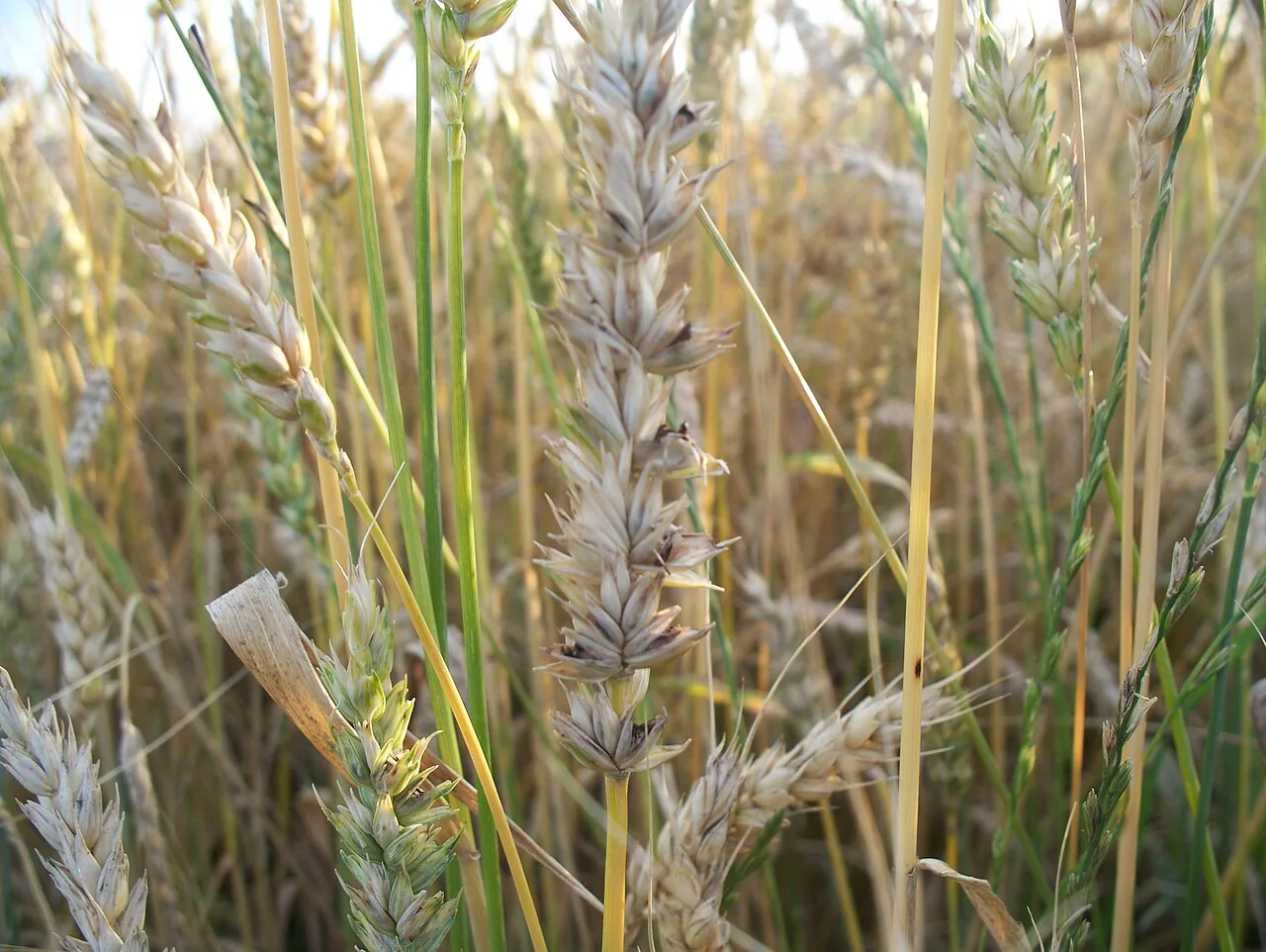 Tilletia caries (Tilletia caries) — photo mycologique