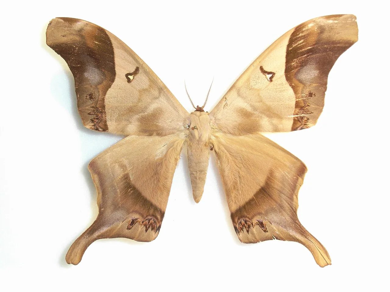 Titaea clarkeae (Titaea clarkeae) — photo mycologique