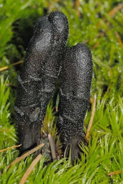 Tolypocladium lignicola (Tolypocladium lignicola) — photo mycologique