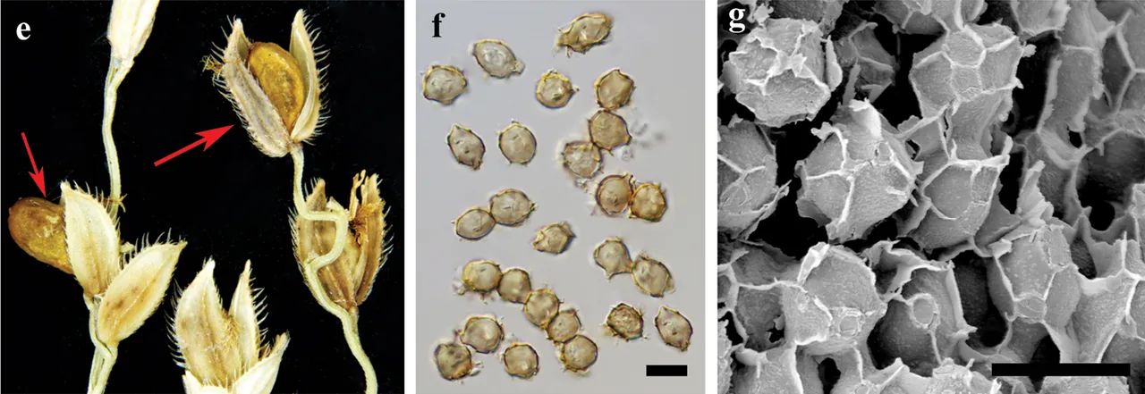 Tolyposporium globuligerum (Tolyposporium globuligerum) — photo mycologique
