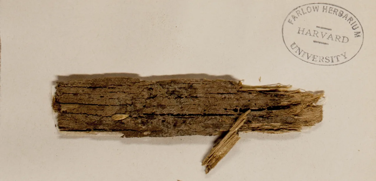 Tomentella ferruginea (Tomentella ferruginea) — photo mycologique