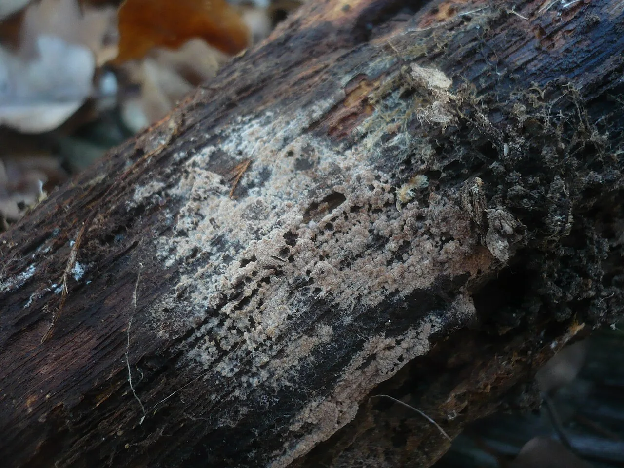 Tomentella minispora (Tomentella minispora) — photo mycologique