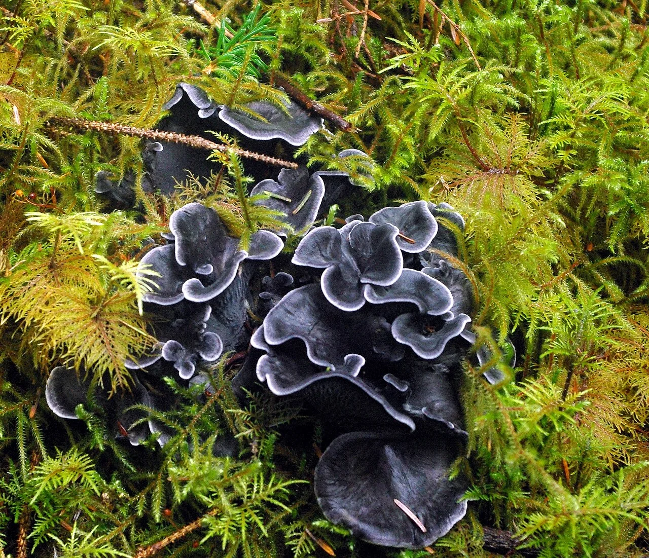 Tomentellopsis zygodesmoides (Tomentellopsis zygodesmoides) — photo mycologique