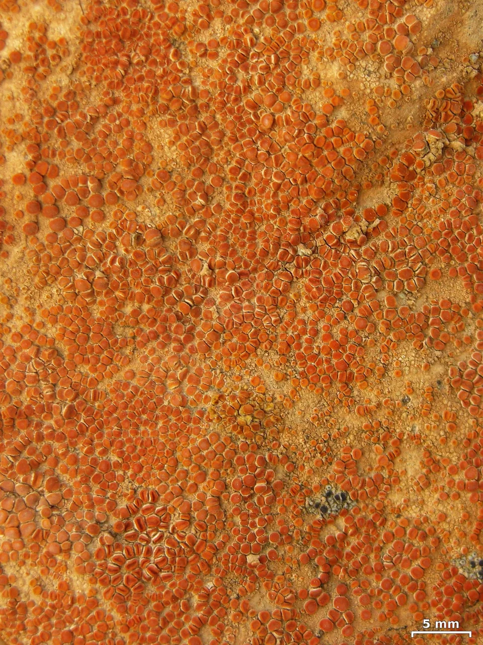 Tomnashia luteominia (Tomnashia luteominia) — photo mycologique