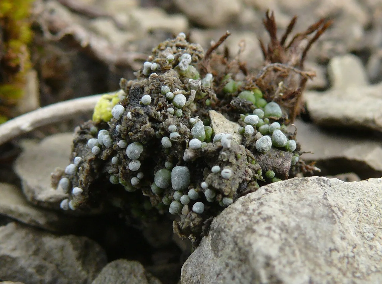 Toninia subdispersa (Toninia subdispersa) — photo mycologique