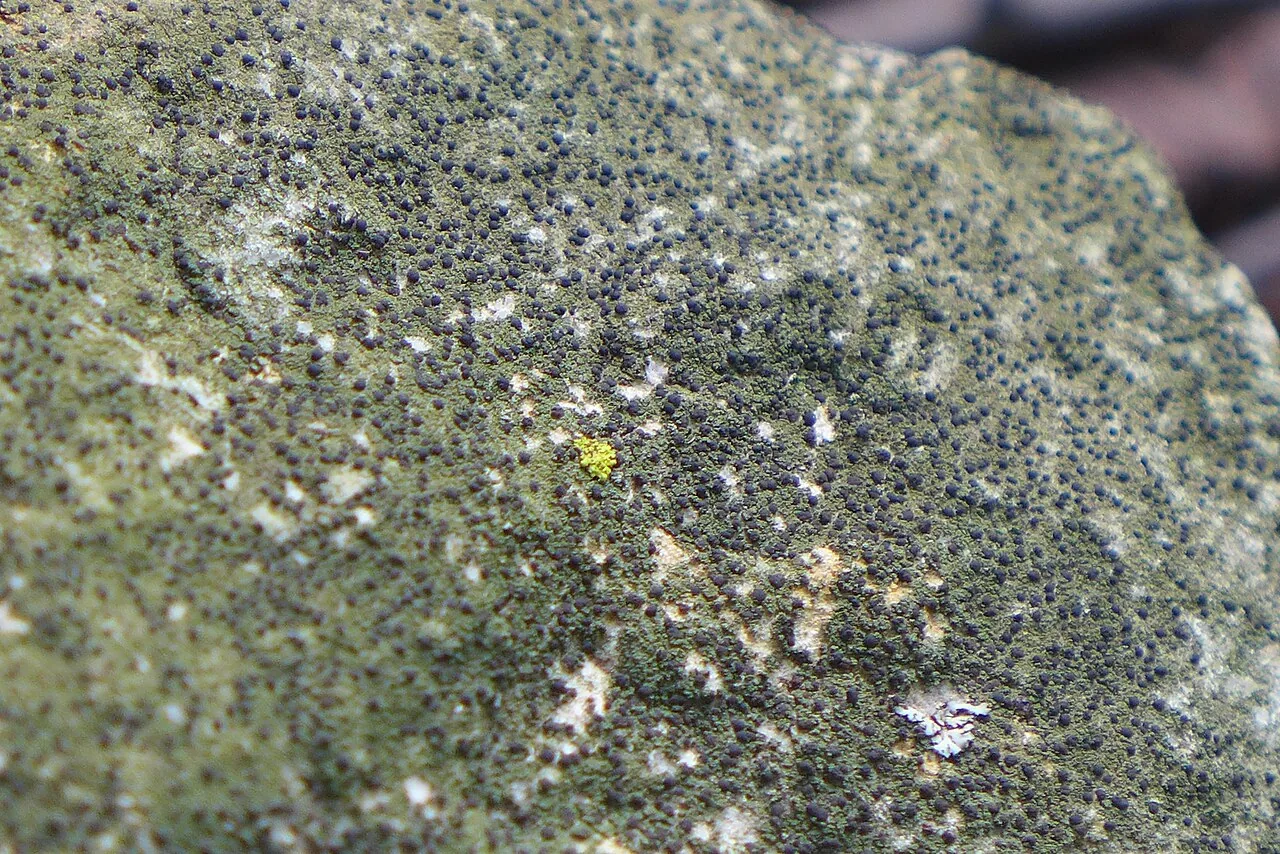 Toniniopsis subincompta (Toniniopsis subincompta) — photo mycologique