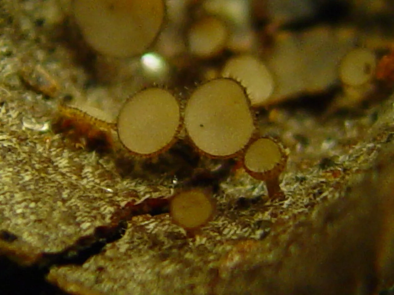 Torrendiella quintocentenaria (Torrendiella quintocentenaria) — photo mycologique