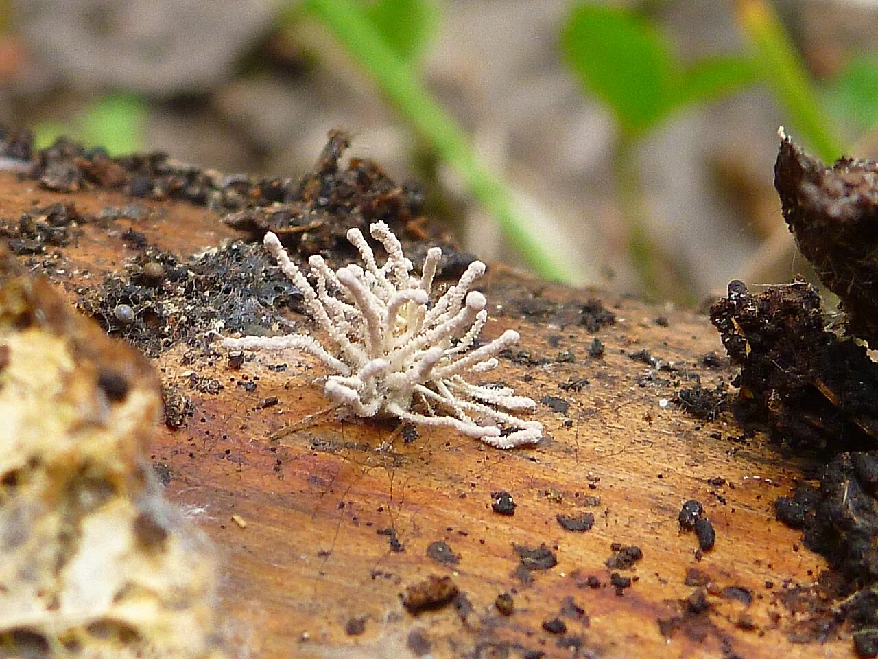 Torrubiella albolanata (Torrubiella albolanata) — photo mycologique