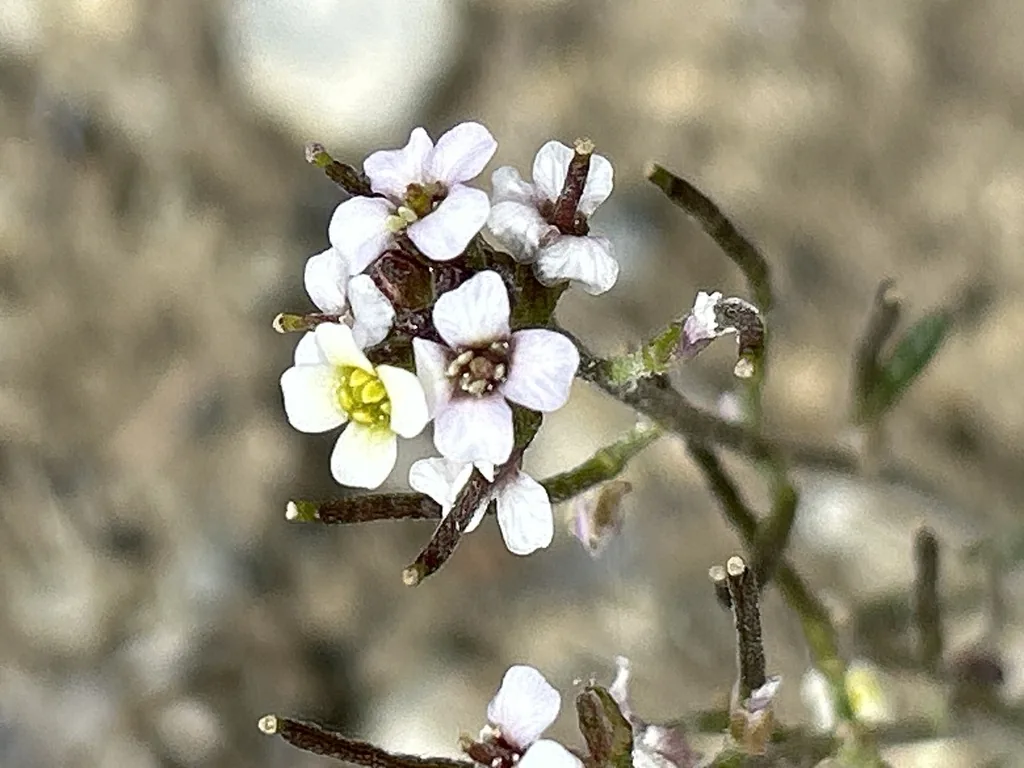 Torula chhatarpurensis (Torula chhatarpurensis) — photo mycologique