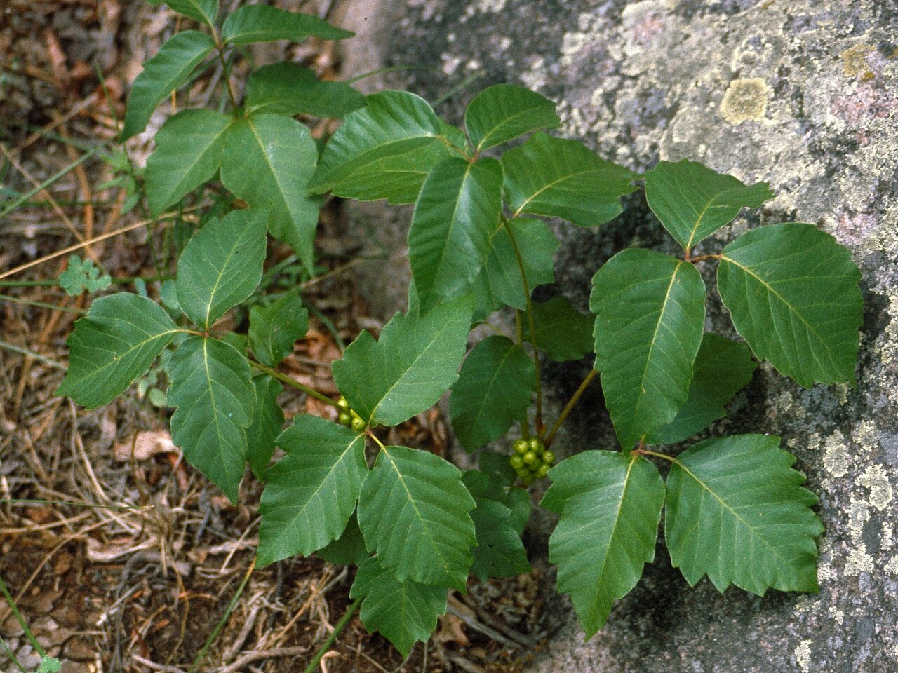 sumac grimpant de l'Ouest (Toxicodendron rydbergii) — photo botanique