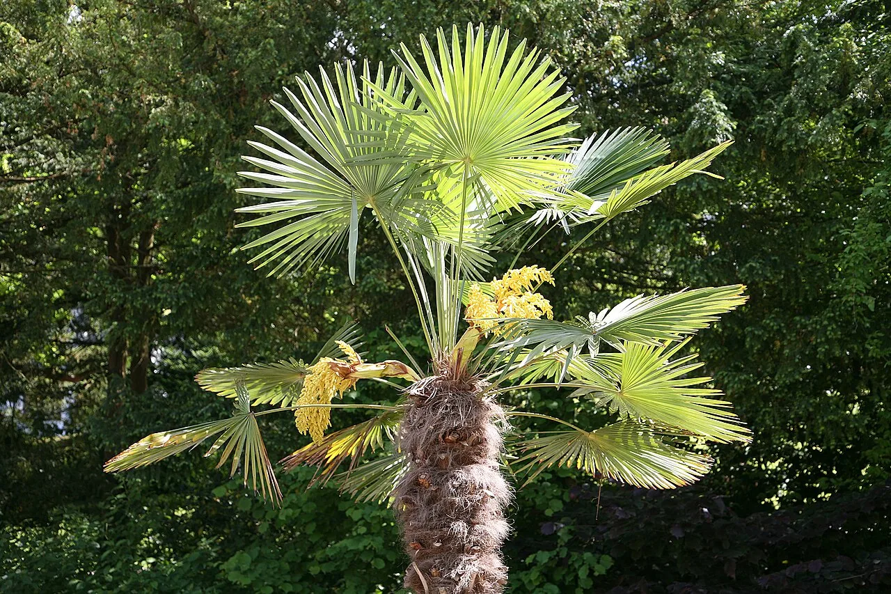 Palmier de Chine (Trachycarpus fortunei) : photo botanique