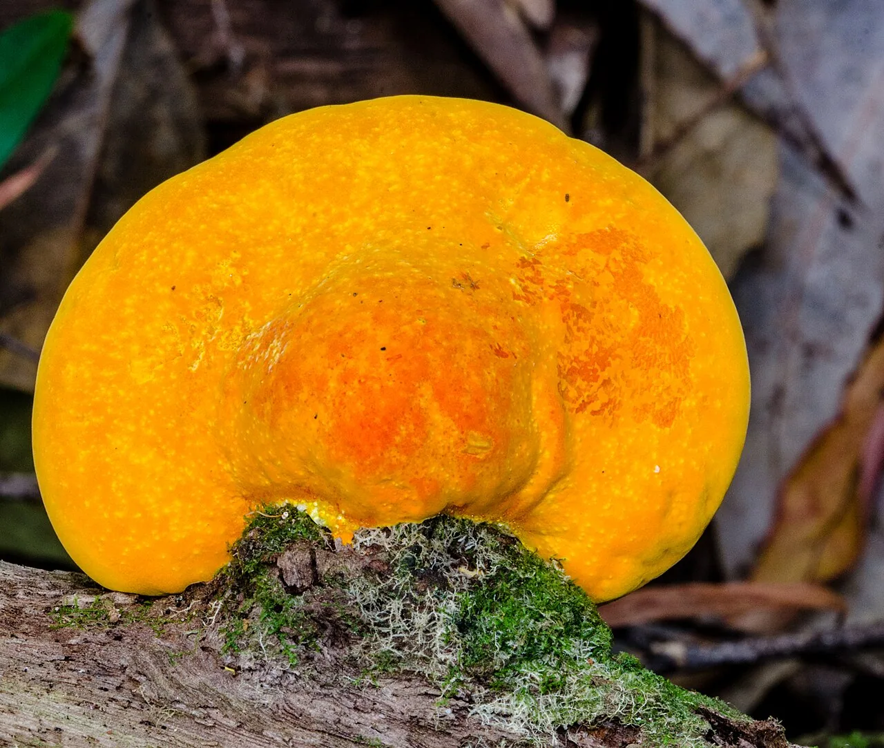 Trametes coccinea (Trametes coccinea) — photo mycologique
