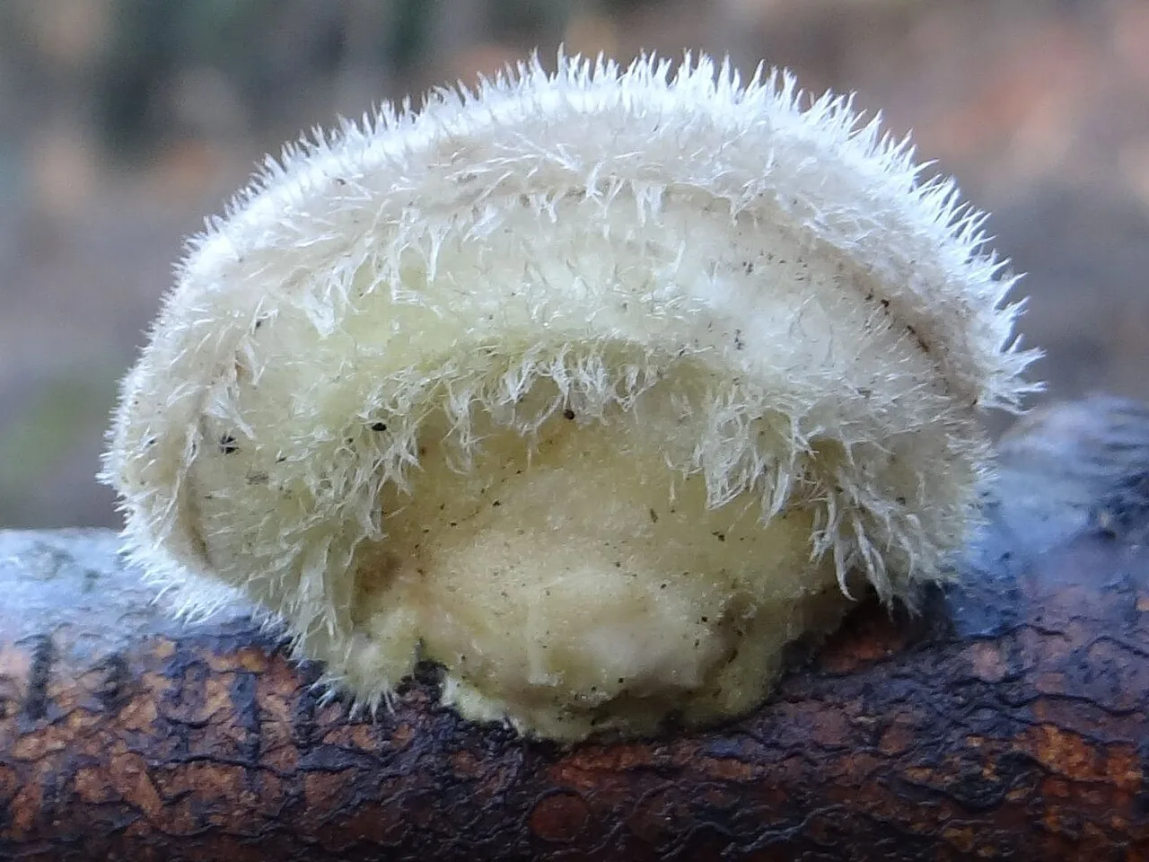 Trametes hirsuta (Trametes hirsuta) — photo mycologique