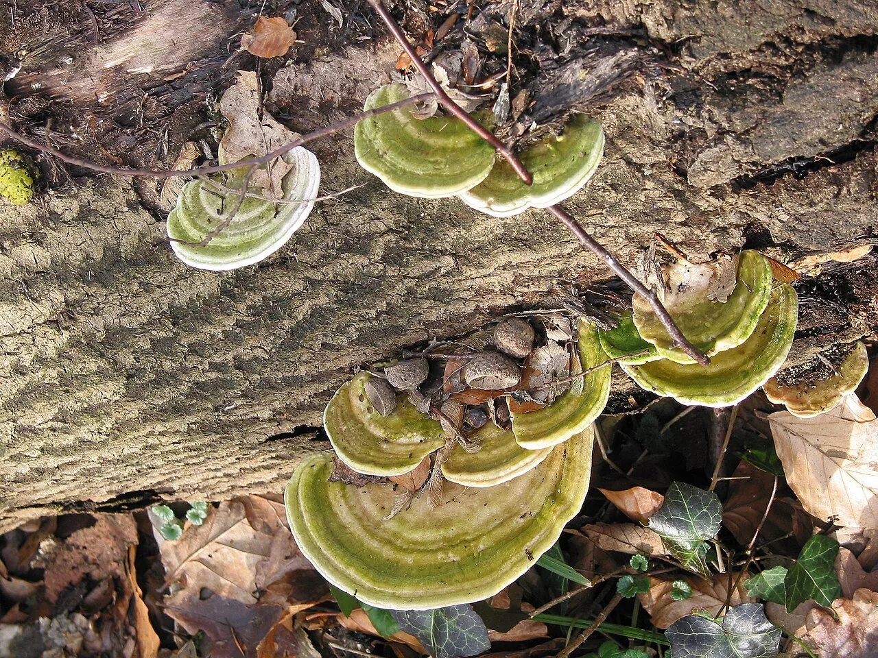 Trametes hostmannii (Trametes hostmannii) — photo mycologique