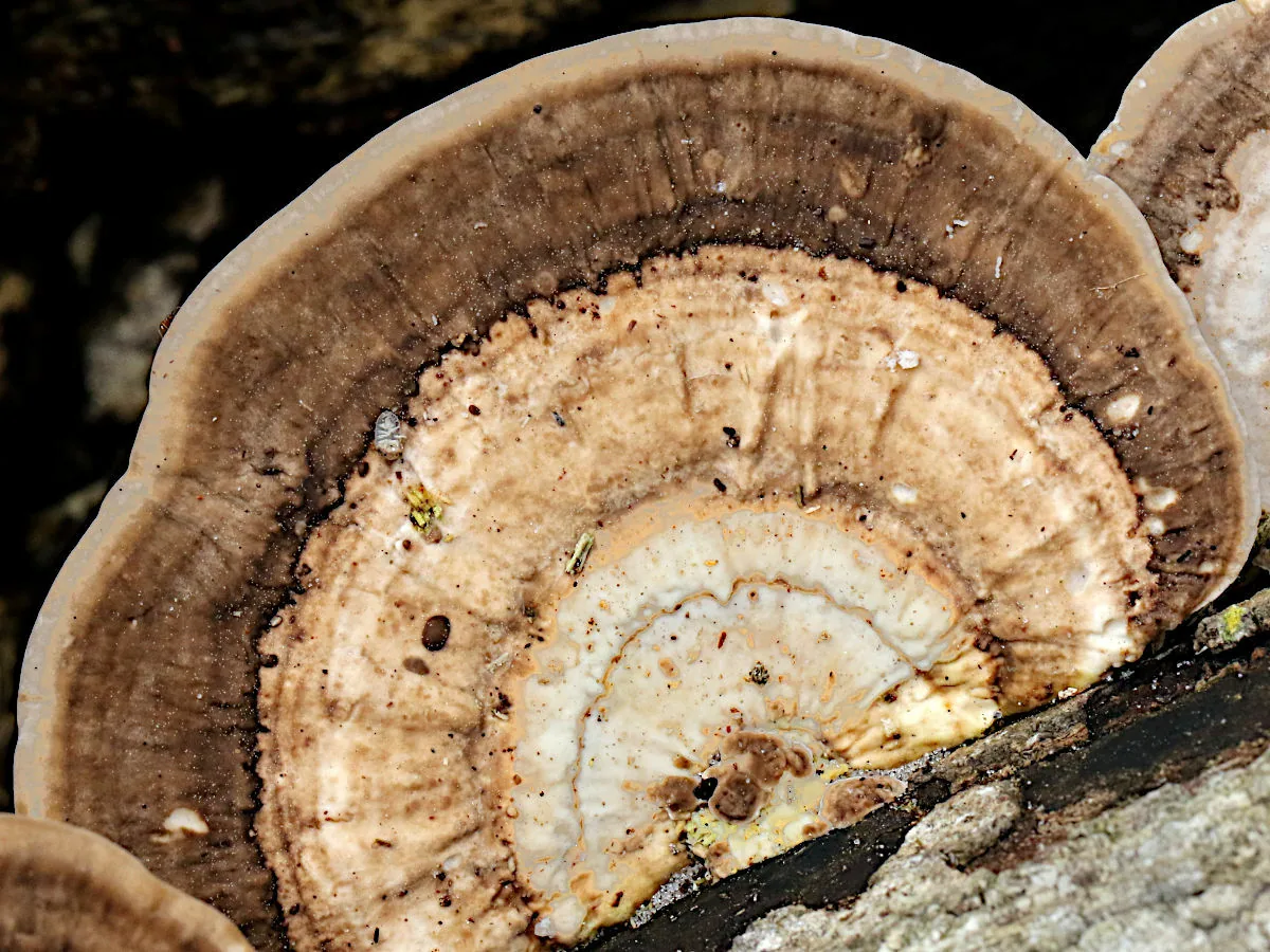 Trametes lactinea (Trametes lactinea) — photo mycologique