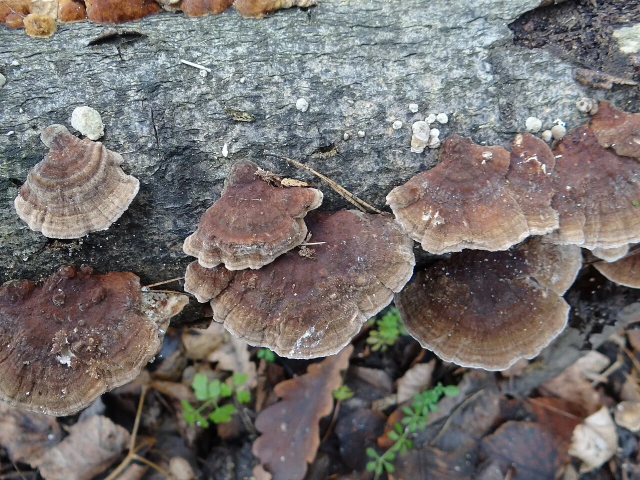 Trametes ochracea (Trametes ochracea) — photo mycologique