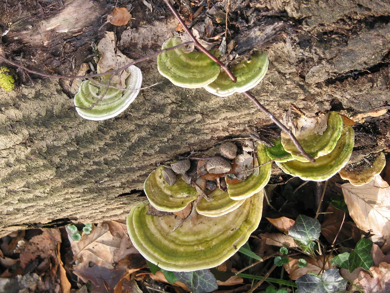 Trametes olivaceopora (Trametes olivaceopora) — photo mycologique