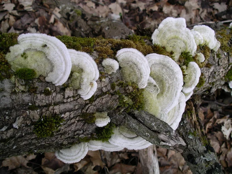 Trametes pubescens (Trametes pubescens) — photo mycologique