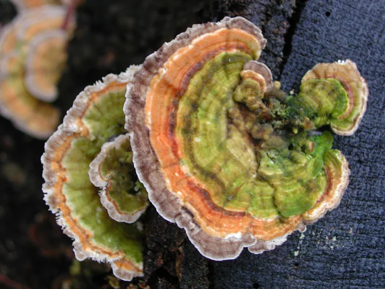 Tramète versicolore (Trametes versicolor) — photo mycologique