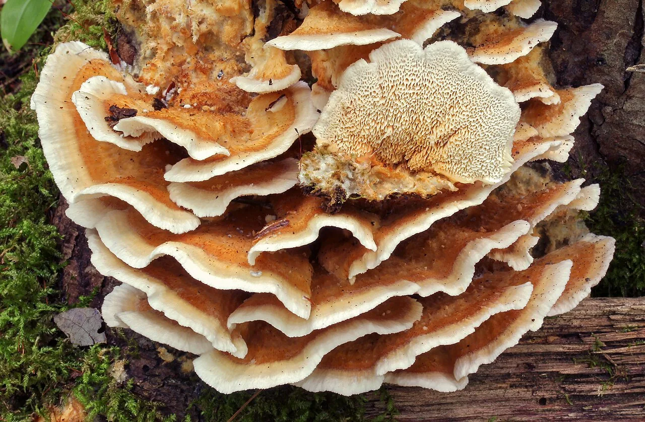 Trametopsis brasiliensis (Trametopsis brasiliensis) — photo mycologique