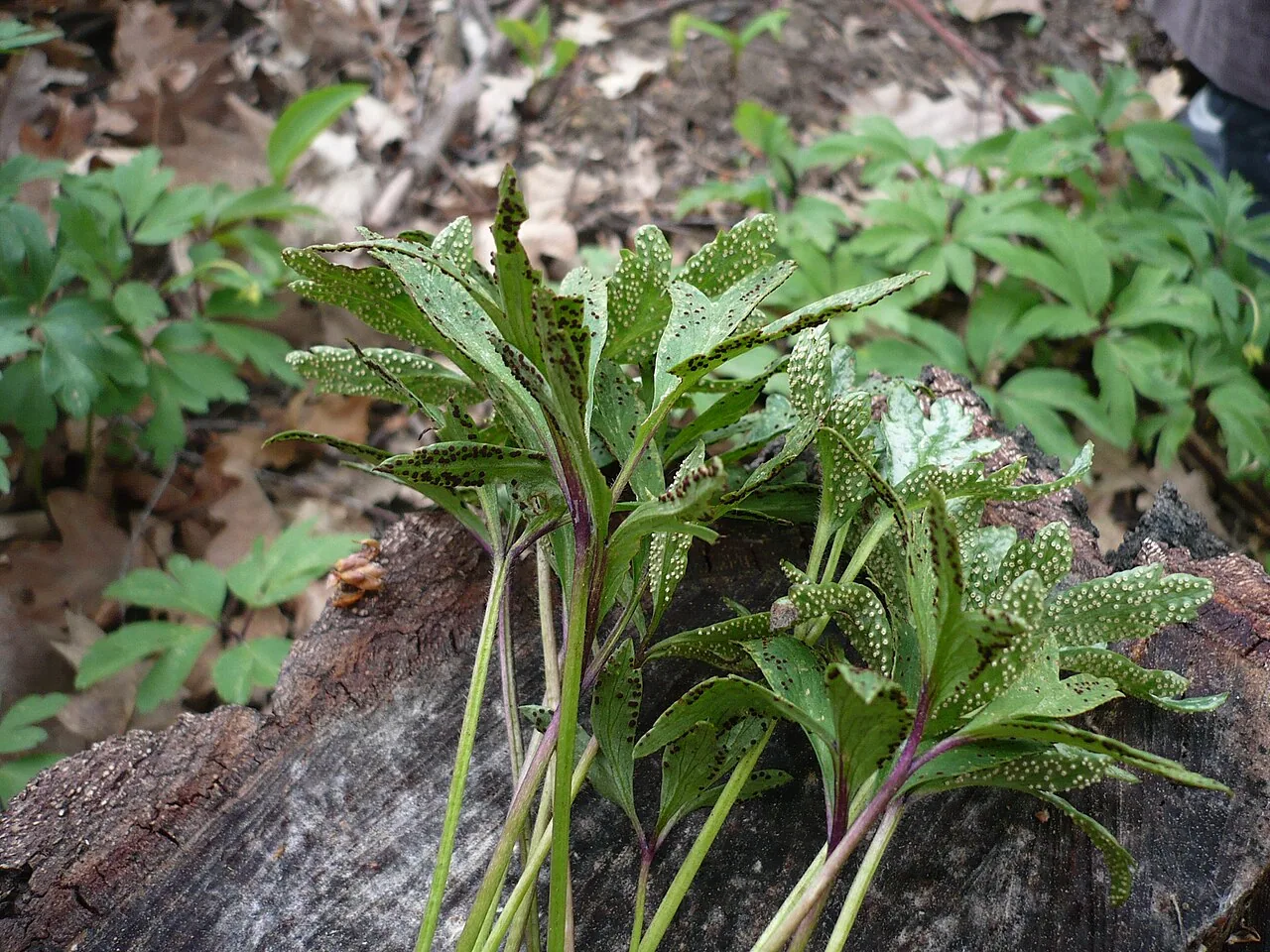 Tranzschelia pseudofusca (Tranzschelia pseudofusca) — photo mycologique