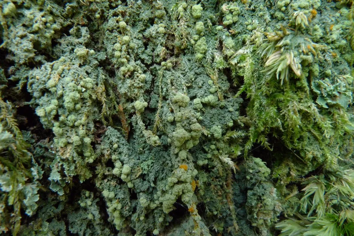 Trapejamesia corticola (Trapejamesia corticola) — photo mycologique