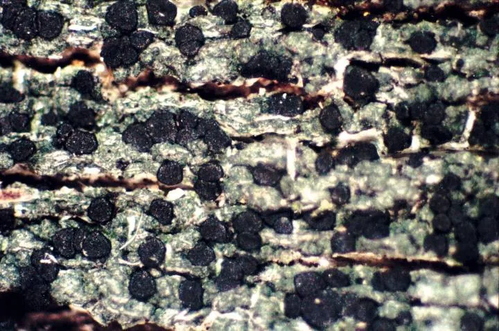 Trapeliopsis gyrocarpa (Trapeliopsis gyrocarpa) — photo mycologique