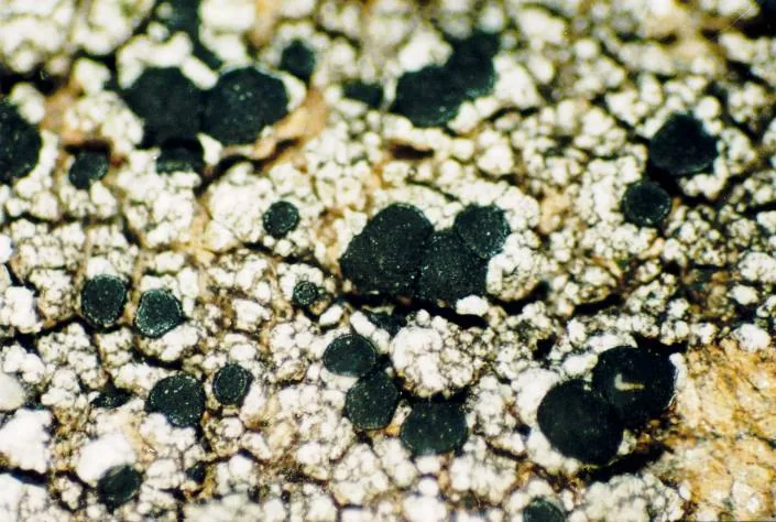 Traponora fusca (Traponora fusca) — photo mycologique