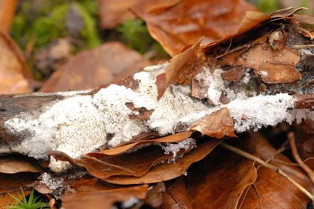 Trechispora laevis (Trechispora laevis) — photo mycologique