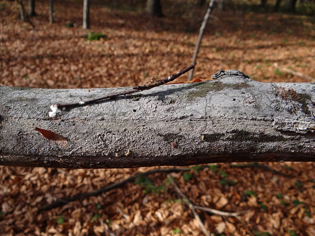Trechispora nivea (Trechispora nivea) — photo mycologique
