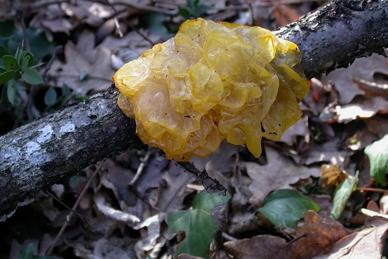 Tremella candida (Tremella candida) — photo mycologique