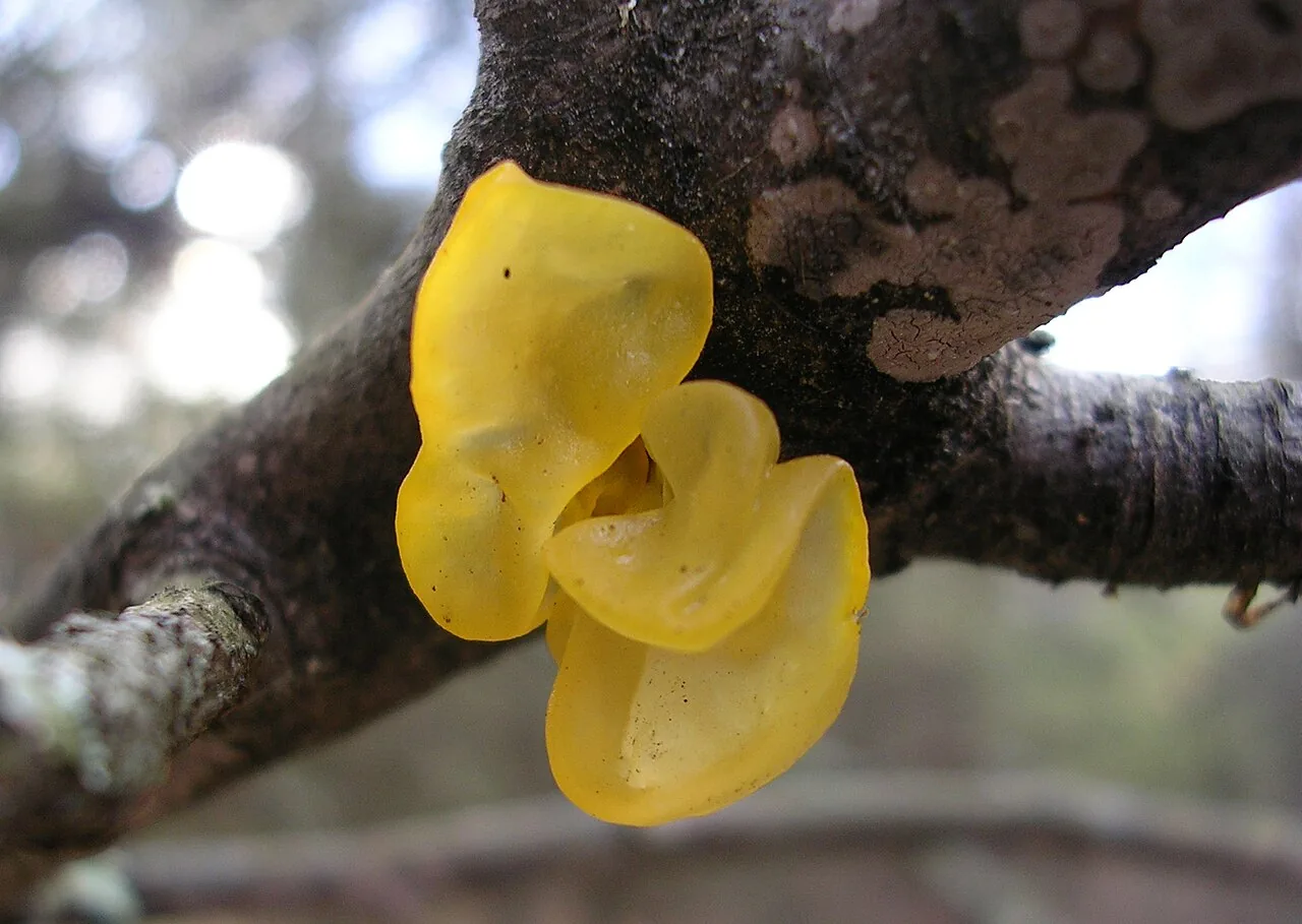 Tremella mesenterica (Tremella mesenterica) — photo mycologique