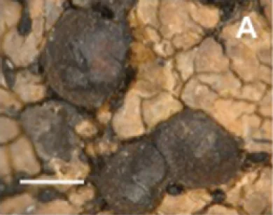 Tremella rhizocarpicola (Tremella rhizocarpicola) — photo mycologique