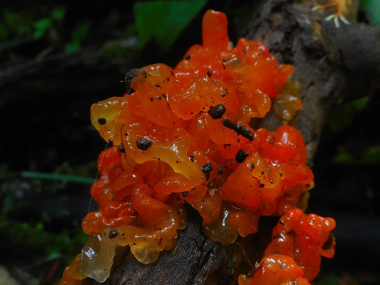 Tremella samoensis (Tremella samoensis) — photo mycologique