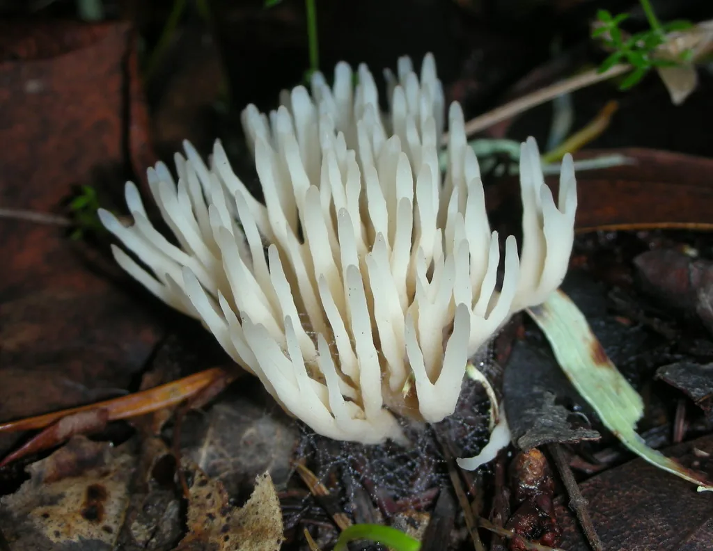 Tremellodendropsis semivestita (Tremellodendropsis semivestita) — photo mycologique