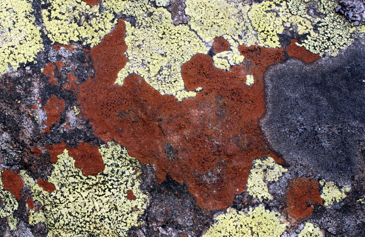 Tremolecia atrata (Tremolecia atrata) — photo mycologique